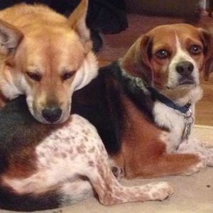 Meet your Posher, Freda